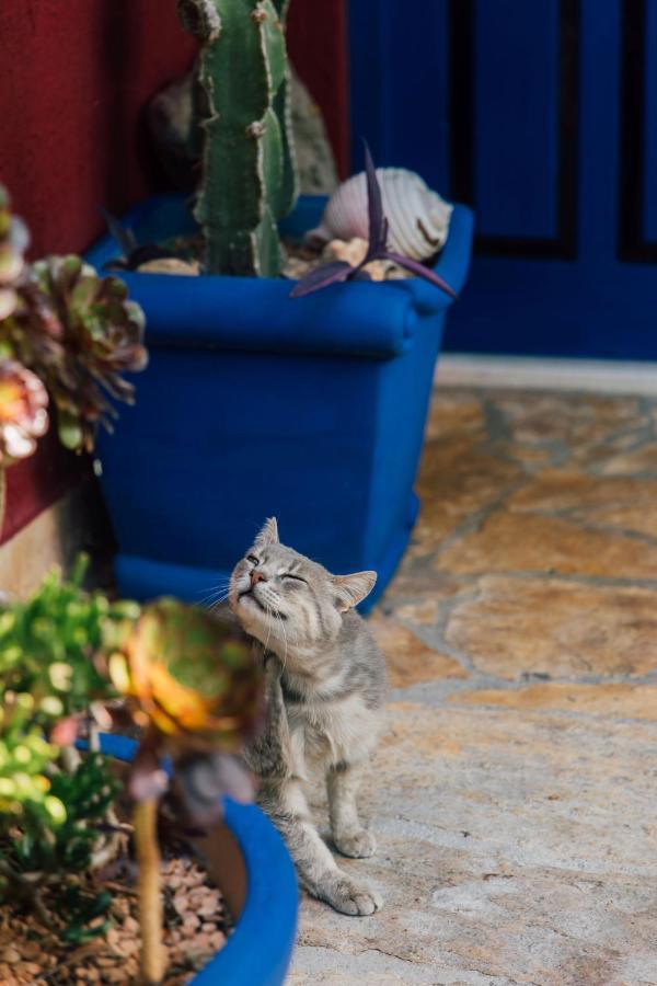 Villa Tropica, Total Privacy, Tropical Garden And Private Pool Kaštela エクステリア 写真